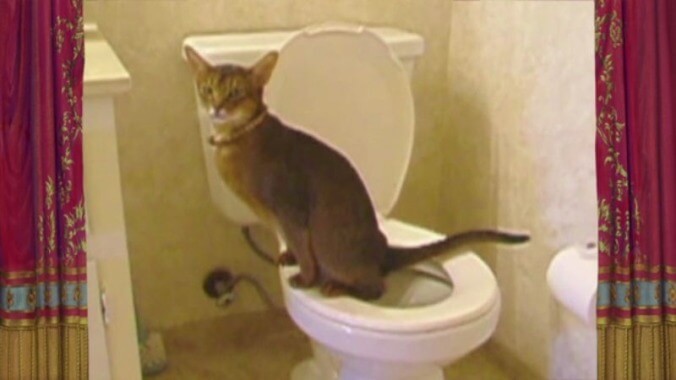 Potty-training Your Cat