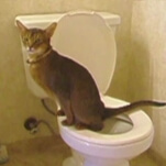 Potty-training Your Cat