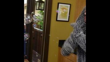 Wilfred: "Acceptance"