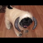 Dressing up a pug like a Hoth Wampa is pretty darn adorable