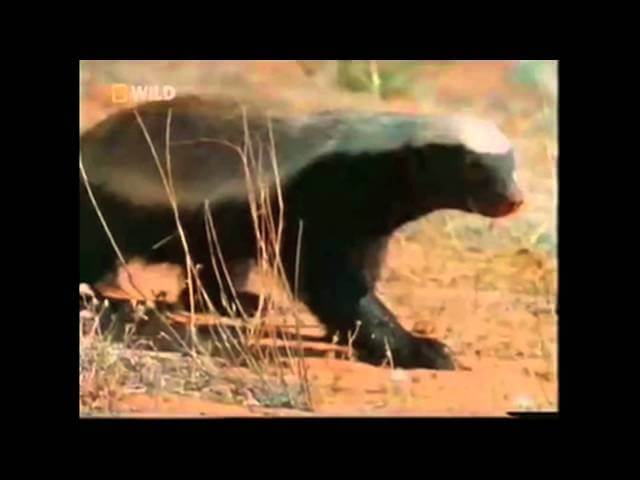 That "Honey Badger" video you're already tired of will become a TV show