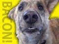 Paramount to mine the unexplored comedy riches of YouTube's "Ultimate Dog Tease" video 