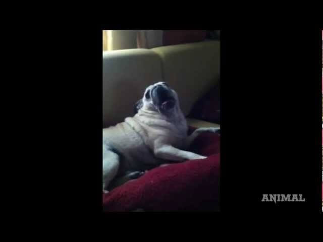 Pugs singing death metal = Pug Destroyer