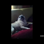 Pugs singing death metal = Pug Destroyer