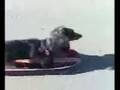 In just 29 seconds, Parry Gripp captures the essence of a skateboarding dachshund