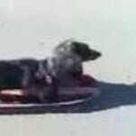 In just 29 seconds, Parry Gripp captures the essence of a skateboarding dachshund