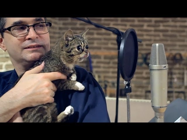 Based on this picture, it's safe to assume that Steve Albini and Lil Bub are best friends now