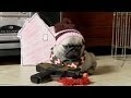 Hey, why not watch a bunch of pug puppies reenact Home Alone?