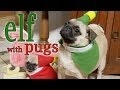 Now you can watch a bunch of pugs re-enact the movie Elf