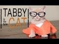 Yep, here’s a kitten video parody of Orange Is The New Black