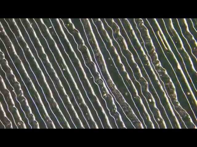 The new music video from The Books’ Nick Zammuto was filmed entirely on microscopes