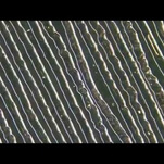 The new music video from The Books’ Nick Zammuto was filmed entirely on microscopes