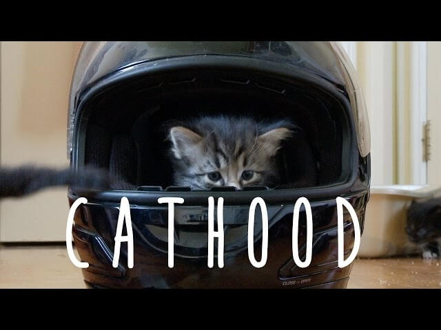 Richard Linklitter’s Cathood changes the way the Internet sees coming-of-age kitten videos