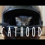 Richard Linklitter’s Cathood changes the way the Internet sees coming-of-age kitten videos