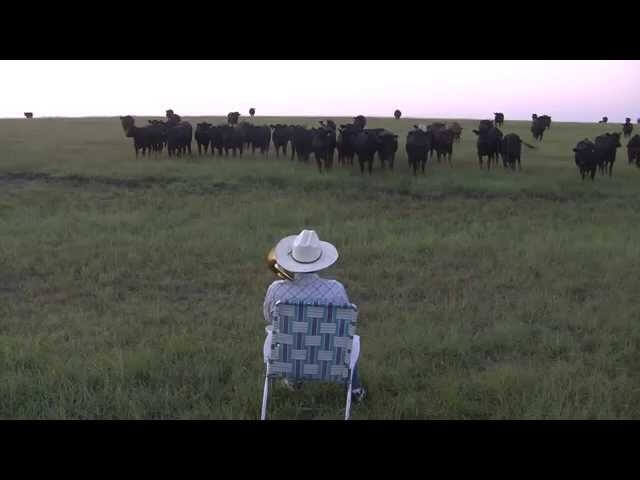 Cows are also fans of Lorde’s “Royals”