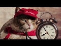 Pizza Hut Japan’s “Pizza Cats” campaign almost makes Japanese pizza palatable