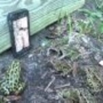 Video of frogs watching video of worms provides key to understanding viral media