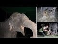 Story about crying elephant to become movie about crying elephant