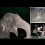 Story about crying elephant to become movie about crying elephant