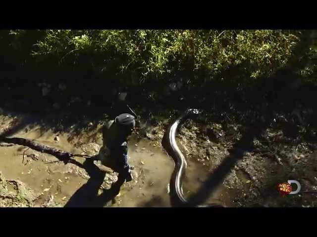 The Discovery Channel is going to show a man get eaten by snake