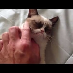 Grumpy Cat earns less than $100 million but still more than you