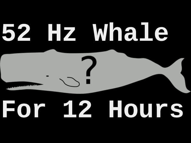 Leonardo DiCaprio gave Adrian Grenier $50,000 to help his whale bro