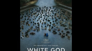 White God is a mongrel of a dog movie, madly mixing genres and tones