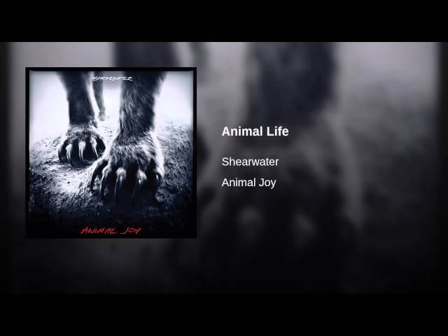 Shearwater’s “Animal Life” balances the human and animal