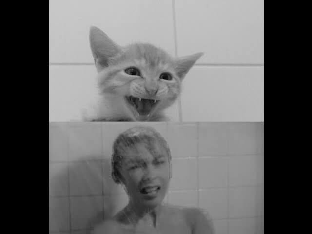 Here are two kittens reenacting the Psycho shower scene