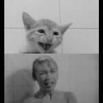 Here are two kittens reenacting the Psycho shower scene