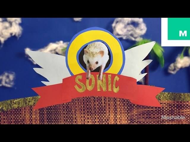 A real-life hedgehog takes on Sonic