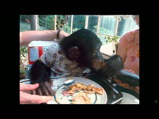 It’s harder than you think to tell a man in a chimp suit from the real thing