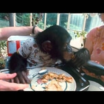 It’s harder than you think to tell a man in a chimp suit from the real thing