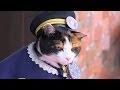 R.I.P. Station Master Tama, railway executive, goddess, cat