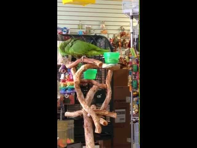 “Everything Is Awesome” for this Amazon parrot