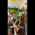 “Everything Is Awesome” for this Amazon parrot