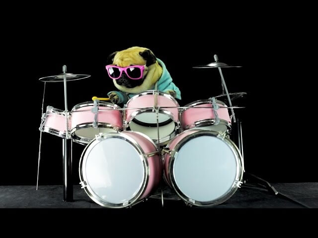 Let’s all just watch this sunglass-wearing pug play “Enter Sandman” on drums