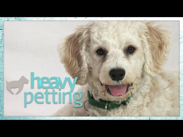 John Mulaney voices an adorable, adoptable puppy in Heavy Petting