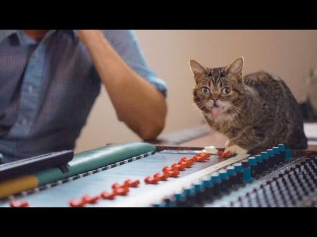 Internet cat Lil Bub is releasing her debut album, Science & Magic