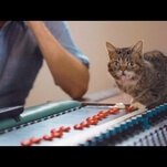 Internet cat Lil Bub is releasing her debut album, Science & Magic