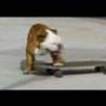 R.I.P. Tillman, the internet’s most famous skateboarding bulldog