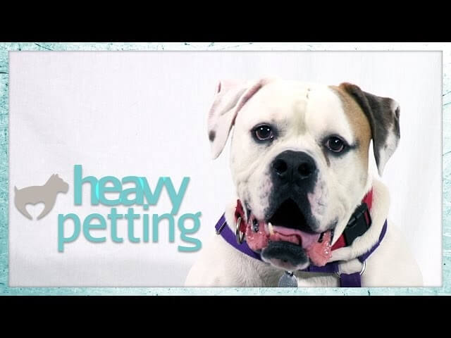 Nick Offerman voices Kiki, an American bulldog, in the latest edition of Heavy Petting