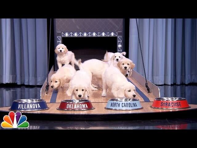 March Madness, Jimmy Fallon made tolerable by adorable puppies