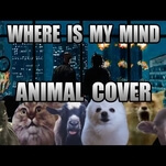 Animals bark, growl, and howl their way through the cutest Pixies cover ever