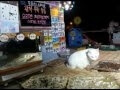 Korean stray cat live stream is a real-life Neko Atsume