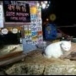 Korean stray cat live stream is a real-life Neko Atsume