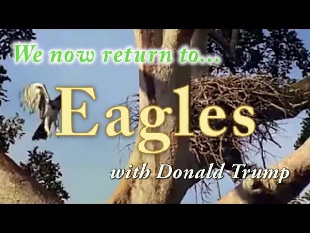 Trump reveres and fears eagles in this nature mockumentary