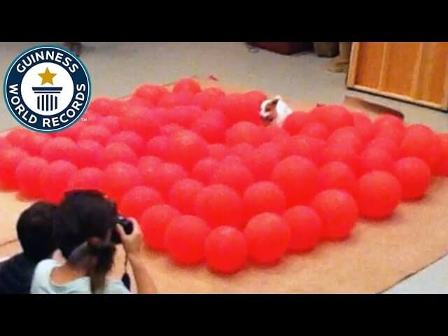 Want to watch a terrier pop 100 balloons in under 40 seconds?