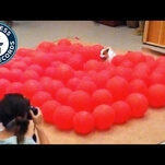 Want to watch a terrier pop 100 balloons in under 40 seconds?