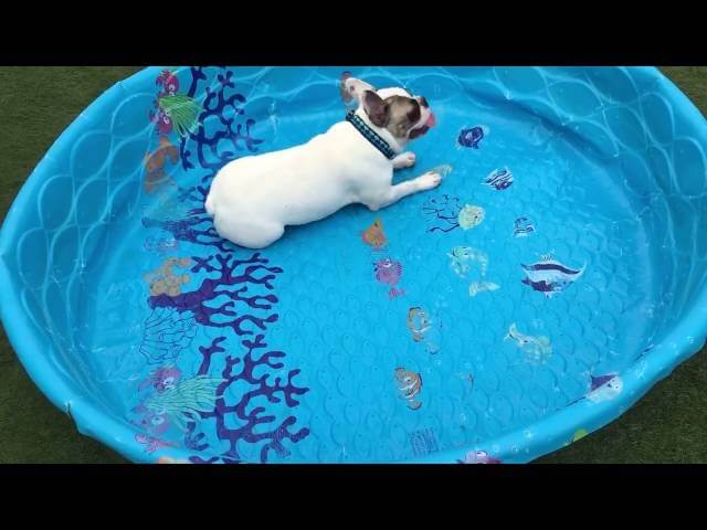 This brave, delusional bulldog swims where there is no water